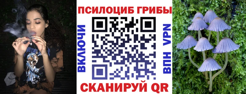 Купить закладки  Снежногорск  Псилоцибиновые грибы Magic Shrooms 